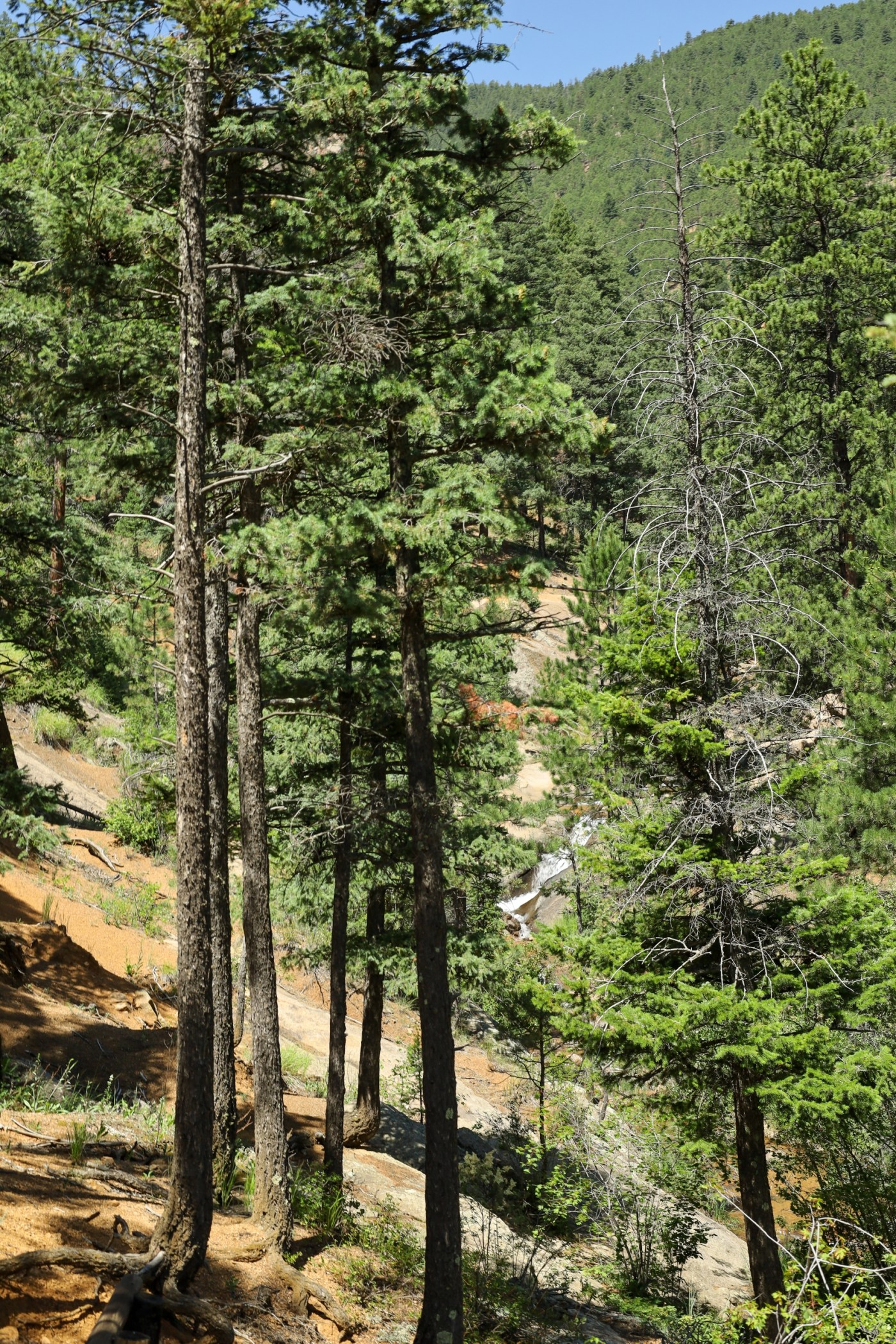 Silver Cascade Falls from afar